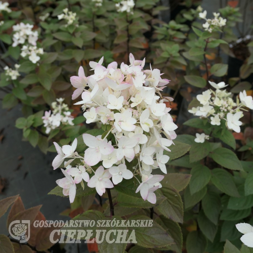 Hydrangea paniculata 'LC NO4' Living Touch Of Pink PBR - hortensja bukietowa - Hydrangea paniculata 'LC NO4' Living Touch Of Pink PBR