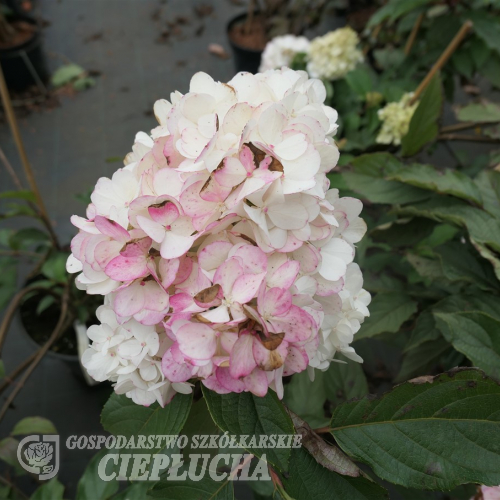 Hydrangea paniculata 'Renhy' Vanille-Fraise PBR - hortensja bukietowa - Hydrangea paniculata 'Renhy' Vanille-Fraise PBR