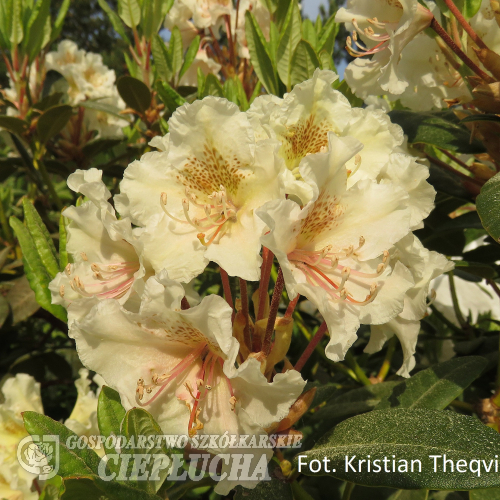 Kristian's Moonlight - Rhododendron Hybride - Kristian's Moonlight - Rhododendron hybridum