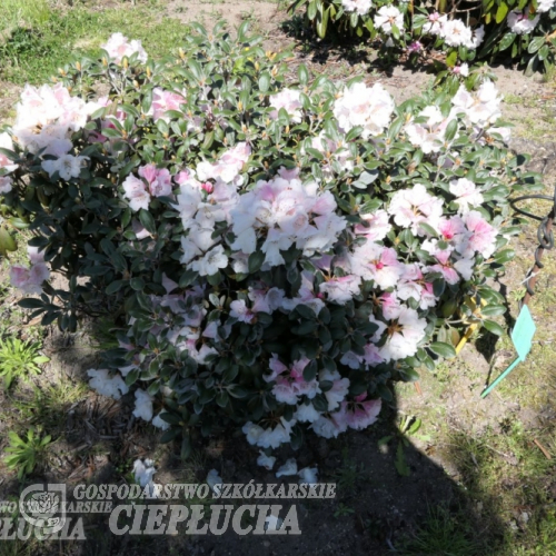 Little Bear - Rhododendron yakushimanum x tsariense - Little Bear - Rhododendron yakushimanum x tsariense