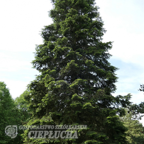 Abies grandis - Küsten-Tanne ; Große Küstentanne - Abies grandis