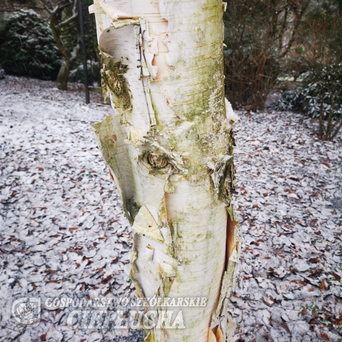 Betula utilis var. jacquemontii 'Doorenbos' - Himalaya-Birke - Betula utilis var. jacquemontii 'Doorenbos' ; Betula utilis HORT