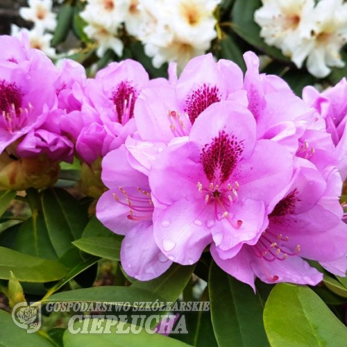 Libin PBR - różanecznik wielkokwiatowy - Rhododendron hybridum 'Libin' PBR