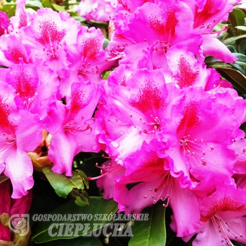 Kozakov - różanecznik jakuszimański - Rhododendron yakushimanum 'Kozakov'