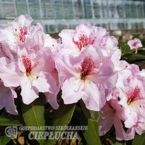 Koda - różanecznik wielkokwiatowy - Rhododendron hybridum 'Koda'