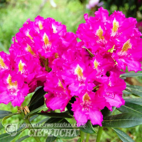 Klíč - różanecznik wielkokwiatowy - Rhododendron hybridum 'Klíč'