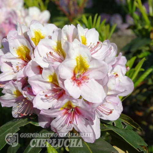 Hostýn PBR - różanecznik wielkokwiatowy - Rhododendron hybridum 'Hostýn' PBR