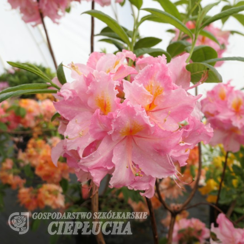 Raimunde - Азалия Kрупноцветковая - Raimunde - Rhododendron  ( Azalea )
