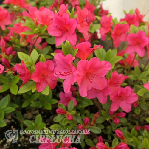 Allotria - Japanese azalea - Allotria - Rhododendron