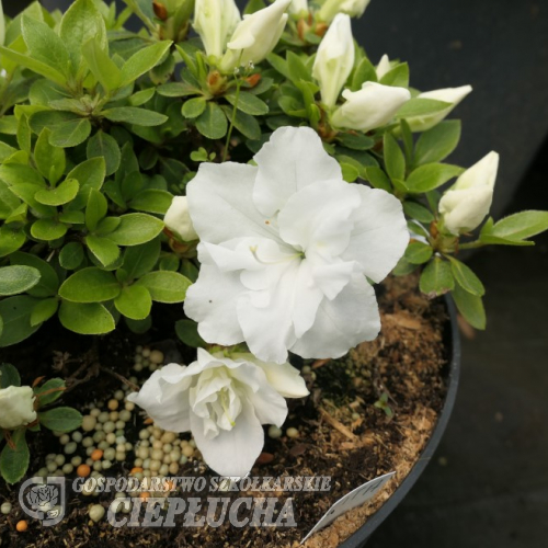 Cita - Azalee - Cita - Rhododendron