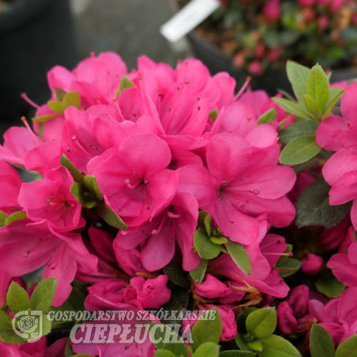 Labe - Japanese Azalea - Labe - Rhododendron