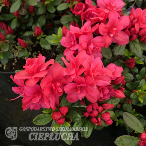 Maraschino - Japanese Azalea - Maraschino - Rhododendron (Azalea)