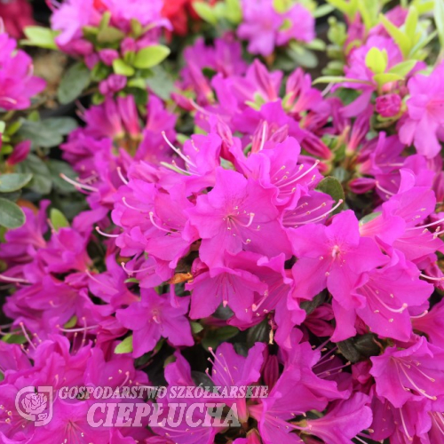 Purpertraum - azalia japońska - Purpertraum - Rhododendron (Azalea)