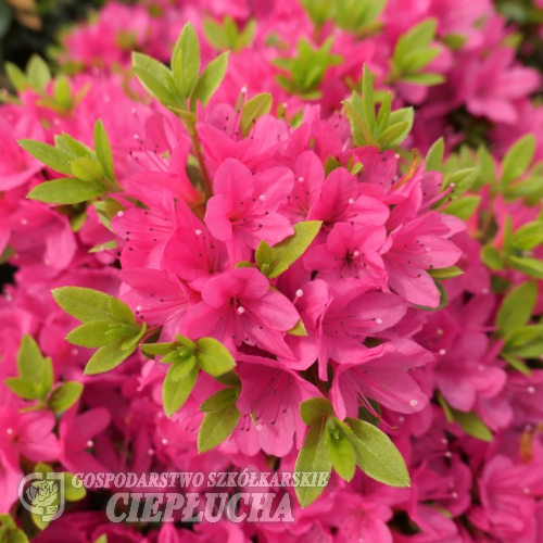 Rosalind - azalia japońska - Rosalind - Rhododendron (Azalea)