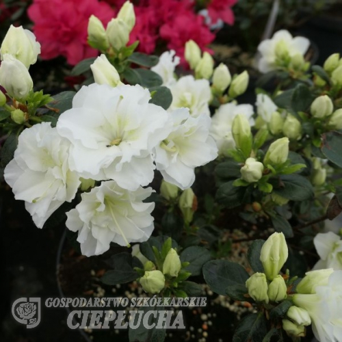 Schneeperle - azalia japońska - Schneeperle - Rhododendron (Azalea)