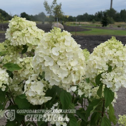 Hydrangea paniculata 'LC NO5' Living Summer Snow PBR- hortensja bukietowa - Hydrangea paniculata 'LC NO5' Living Summer Snow PBR-