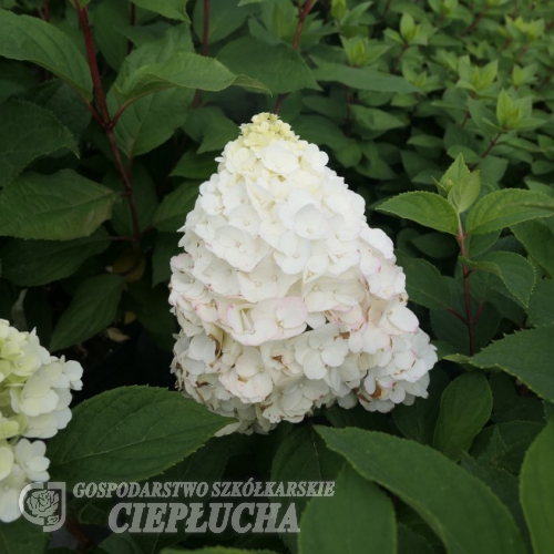 Hydrangea paniculata 'Kolmamon' Magical Mont Blanc PBR - Panicle hydrangea - Hydrangea paniculata 'Kolmamon' Magical Mont Blanc PBR