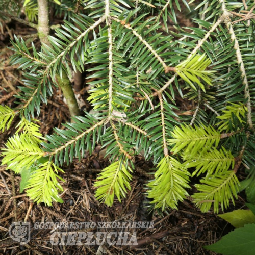 Abies cephalonica 'Barabits Gold' - Пихта греческая - Abies cephalonica 'Barabits Gold'