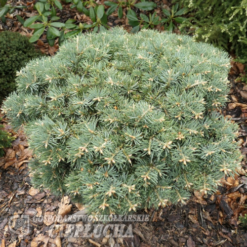 Abies concolor 'Masonie Blue' - Пихта одноцветная - Abies concolor 'Masonie Blue'