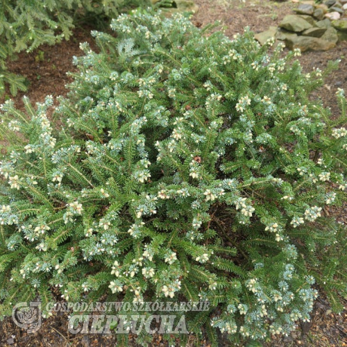 Abies koreana 'Blue Magic' -Пихта корейская - Abies koreana 'Blue Magic'