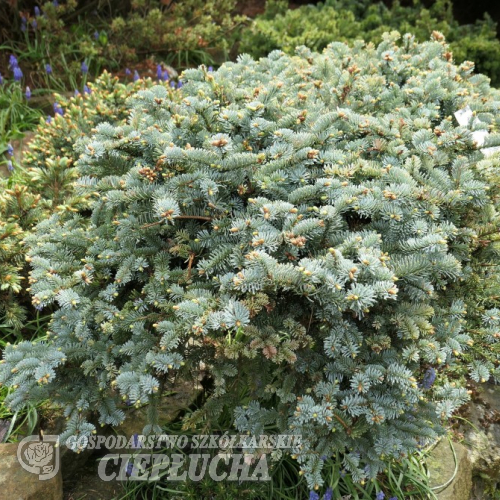 Abies procera 'Blue Wonder' - Пихта высокая - Abies procera 'Blue Wonder'