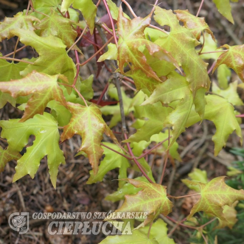Acer truncatum 'Volcano' - Клён усечённый - Acer truncatum 'Volcano'