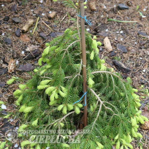 Picea abies 'Lemon Drop' - Ель обыкновенная - Picea abies 'Lemon Drop'