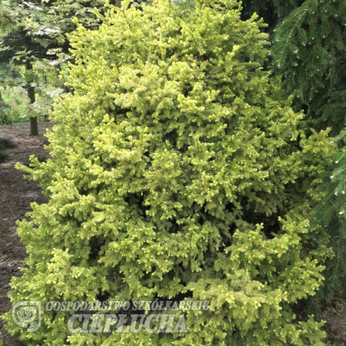 Picea glauca 'Goldilocks' - Ель канадская - Picea glauca 'Goldilocks'