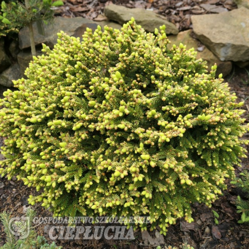 Picea orientalis 'Tom Thumb Gold' - Ель восточная - Picea orientalis 'Tom Thumb Gold'