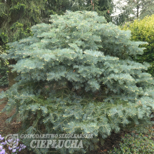 Abies concolor 'Violacea Prostrate' - Пихта одноцветная - Abies concolor 'Violacea Prostrate'
