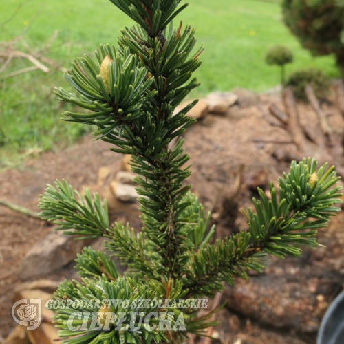 Pinus aristata 'Graciosa' - sosna oścista - Pinus aristata 'Graciosa'