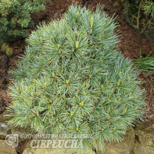 Pinus koraiensis 'Blue Ball' - sosna koreańska - Pinus koraiensis 'Blue Ball'