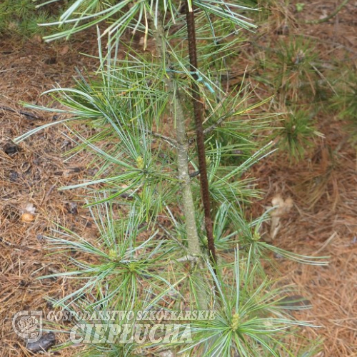 Pinus koraiensis 'Morris Blue' - sosna koreańska - Pinus koraiensis 'Morris Blue'
