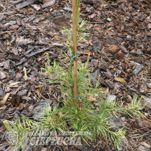 Pinus parviflora 'Himeko-Janome' - Cосна мелкоцветковая - Pinus parviflora 'Himeko-Janome'