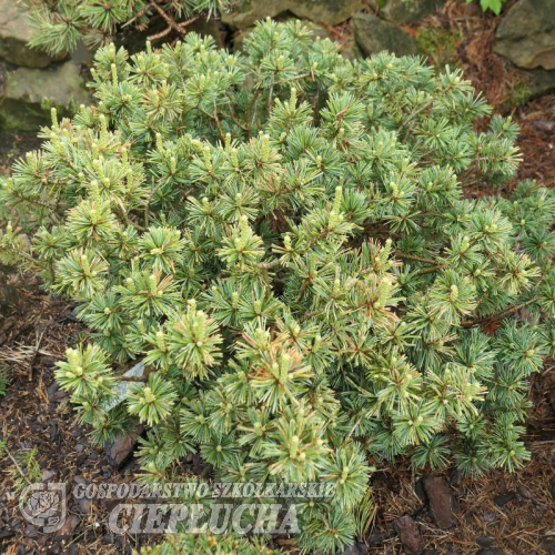 Pinus parviflora 'Pygmy Yatsubusa' - sosna drobnokwiatowa - Pinus parviflora 'Pygmy Yatsubusa'