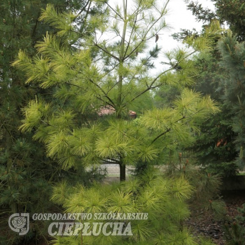 Pinus strobus 'Louie' - sosna wejmutka - Pinus strobus 'Louie'