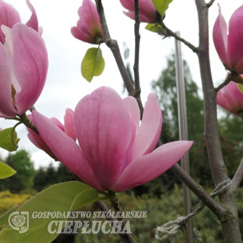 Rose Marie - Магнолия - Rose Marie - Magnolia