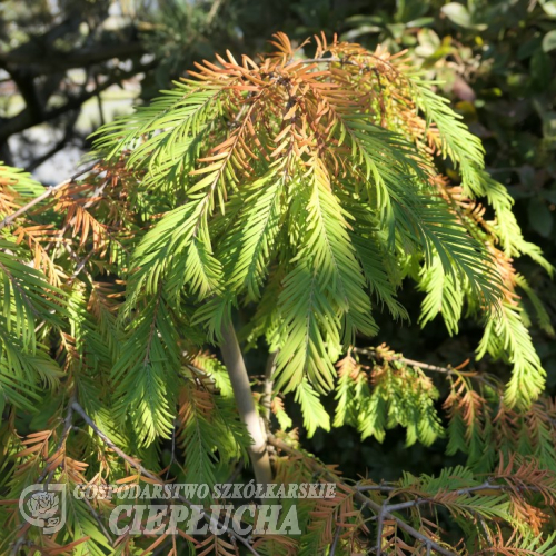 Metasequoia glyptostroboides 'Matthaei Broom' - метасеквойя китайская - Metasequoia glyptostroboides 'Matthaei Broom'