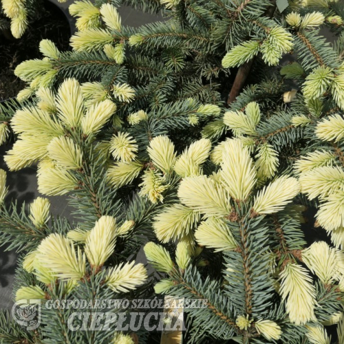 Picea pungens 'Białobok' - świerk kłujący - Picea pungens 'Białobok'