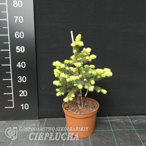 Abies cephalonica 'Meyer's Dwarf' - Пихта греческая - Abies cephalonica 'Meyers Dwarf'