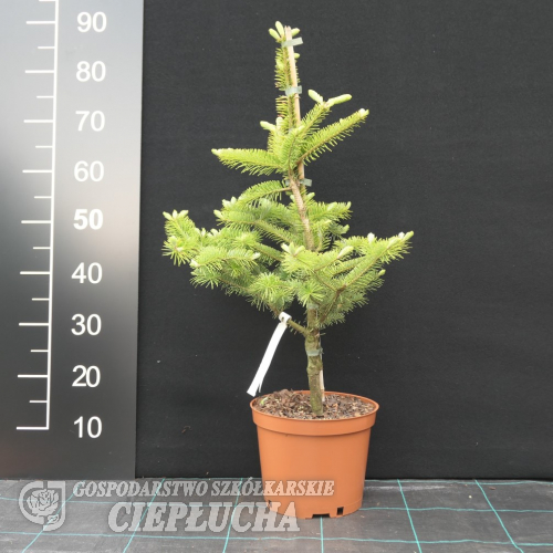 Abies cephalonica - jodła grecka - Abies cephalonica