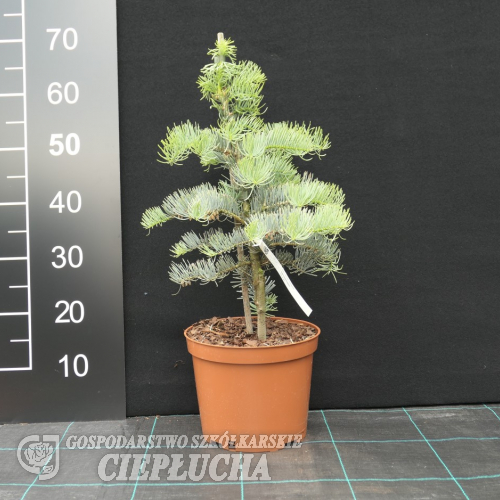 Abies concolor 'Compacta' - Пихта одноцветная - Abies concolor 'Compacta'