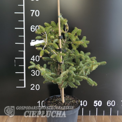 Abies delavayi 'Green Giant' - Пихта Делавея - Abies delavayi 'Green Giant'