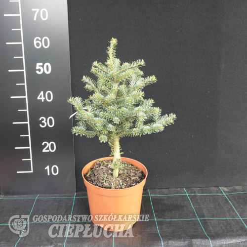 Abies koreana 'Blue Emperor' - Пихта корейская - Abies koreana 'Blue Emperor'