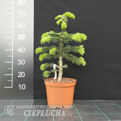 Abies nordmanniana 'Robusta' - Jodła kaukaska - Abies nordmanniana 'Robusta'