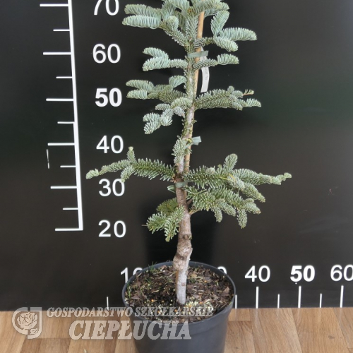 Abies procera 'Schembeck' - Edel-Tanne - Abies procera 'Schembeck'  ;  Abies  nobilis