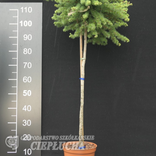 Larix kaempferi 'Susterseel' - Лиственница японская ; лиственница тонкочешуйчатая - Larix kaempferi 'Susterseel'