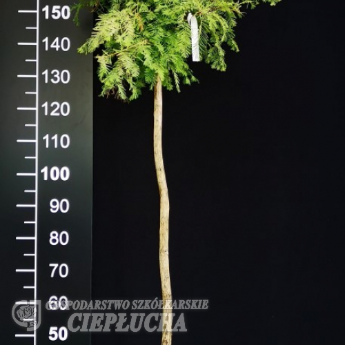 Metasequoia glyptostroboides White Spot - Mетасеквойя китайская - Metasequoia glyptostroboides White Spot