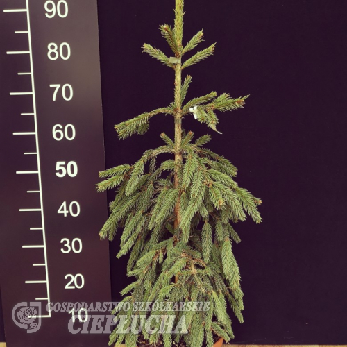 Picea abies 'Frohburg' - świerk pospolity - Picea abies 'Frohburg'