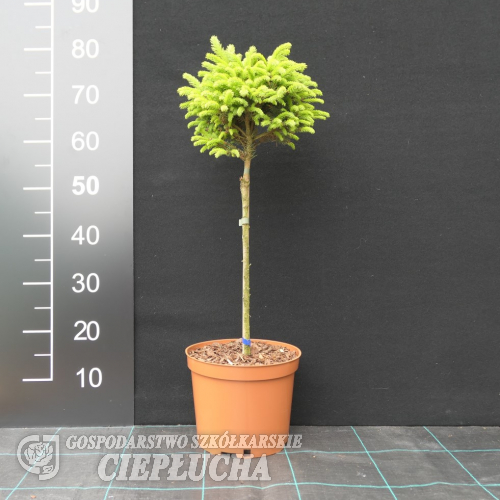 Picea abies 'Pygmaea' - Ель обыкновенная - Picea abies 'Pygmaea'